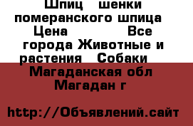 Шпиц - шенки померанского шпица › Цена ­ 20 000 - Все города Животные и растения » Собаки   . Магаданская обл.,Магадан г.